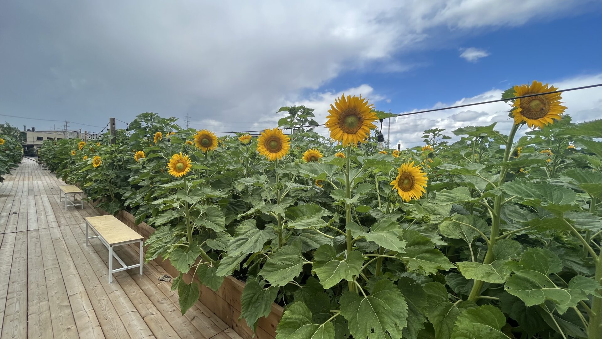 champ-tournesols-district-central