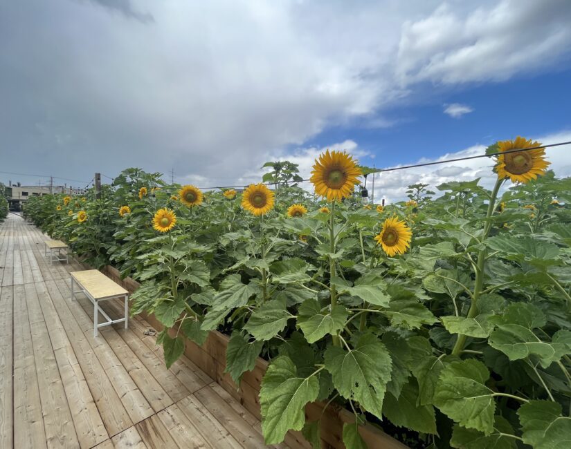 champ-tournesols-district-central