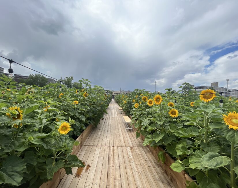 champs-tournesols