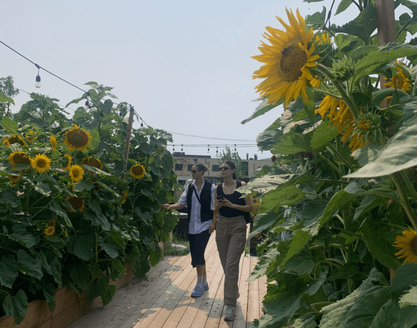 champ-tournesols-touristes